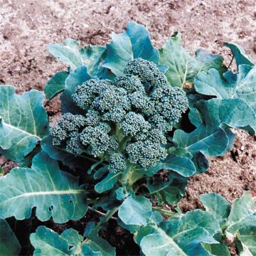 Rapini or Broccoli Raab Novantina - Ferme de Sainte Marthe Seeds