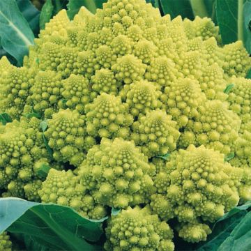 Romanesco Broccoli