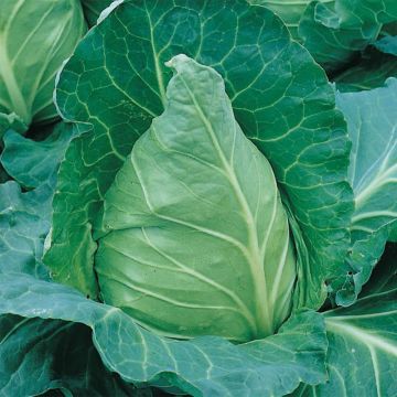 Cabbage Cœur de Bœuf Moyen de la Halle - Brassica oleracea capitata