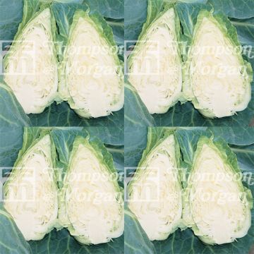 Cabbage Caramba F1 - Brassica oleracea capitata
