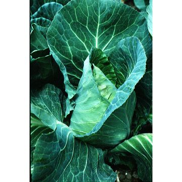Cabbage Express - Brassica oleracea capitata