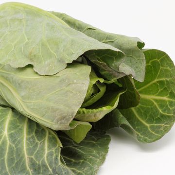 Organic Cabbage Pointu de Chateaurenard - Brassica oleracea capitata