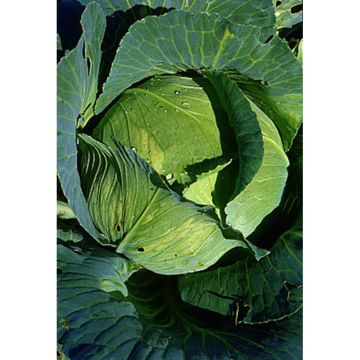Cabbage Quintal d'Alsace - Brassica oleracea capitata
