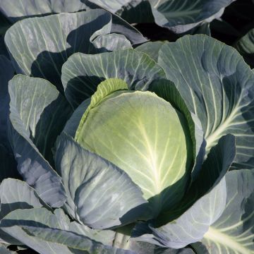 Cabbage Tête de Pierre F1 - Brassica oleracea capitata