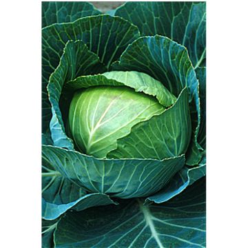 Cabbage Brunswick - Brassica oleracea capitata