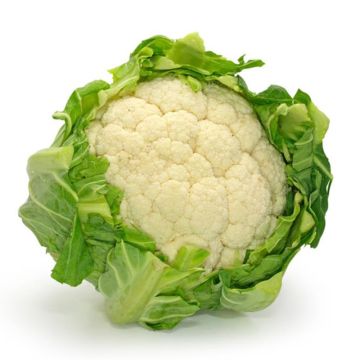 Cauliflower Extra-Extra-Early of Angers (untreated) - Ferme de Sainte Marthe seeds - Brassica oleracea