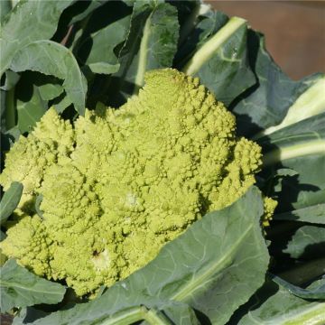 Romanesco Broccoli - Ferme de Sainte Marthe Seeds