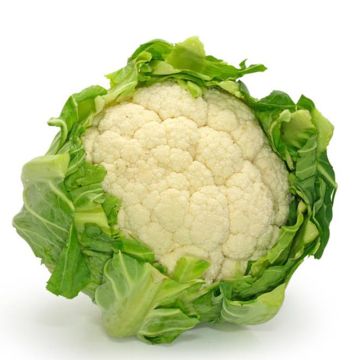 Organic Cauliflower Tardif d'Angers - Ferme de Sainte Marthe seeds - Brassica oleracea