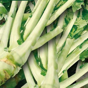 Kale Proteor - Brassica oleracea