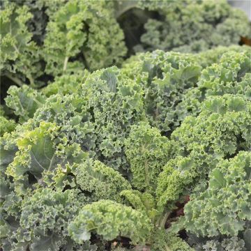 Westland Half-Dwarf Curly untreated Kale - Ferme de Sainte Marthe seeds - Brassica oleracea acephala