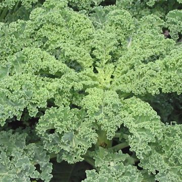 Curly Kale Late Autumn