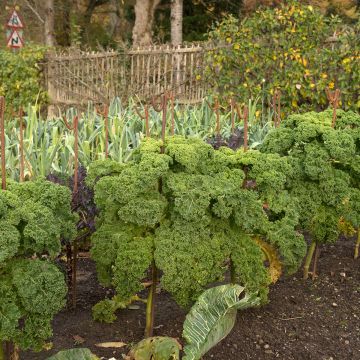 Kale Dwarf Green Curled - Brassica oleracea acephala