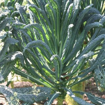 Kale Nero di Toscana seeds - Ferme de Sainte Marthe seeds - Brassica oleracea acephala
