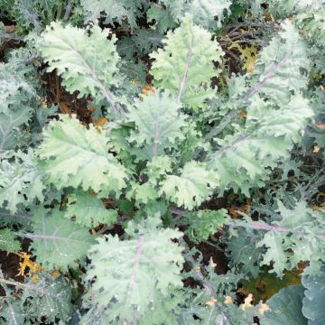 Red Russian untreated Kale - Brassica oleracea acephala