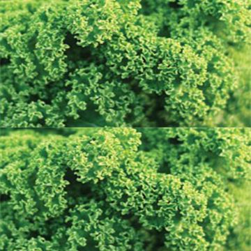 Starbor F1 Kale - Brassica oleracea acephala