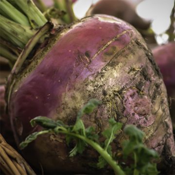 Swede Champion Purple Top - Rutabaga