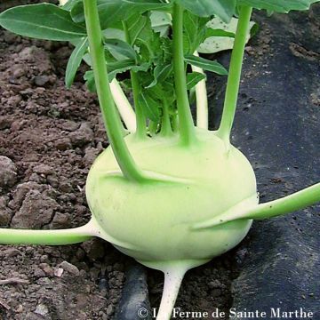 Giant Kohlrabi Superschmelz