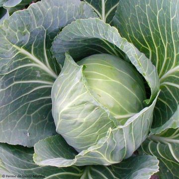 Cabbage Organic Copenhagen Market - Ferme de Sainte Marthe seeds - Brassica oleracea capitata