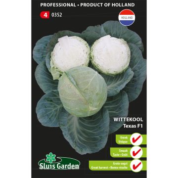 Cabbage Texas F1 - Brassica oleracea capitata