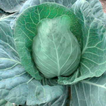 Organic Cabbage Chana F1 plugs - Brassica oleracea