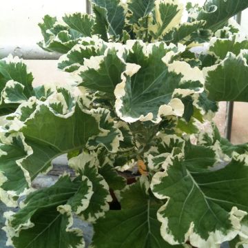 Brassica oleracea var.acephala Joseph Coterel Creme Chantilly