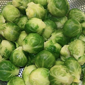 Brussels Sprout Bright F1 plants - Brassica oleracea gemmifera