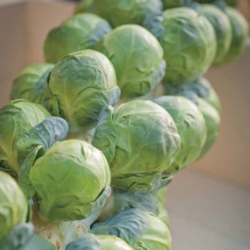 Brussels Sprout Brilliant F1 - Brassica oleracea gemmifera