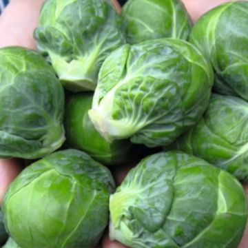 Organic Brussels Sprout Marte F1 plugs - Brassica oleracea gemmifera