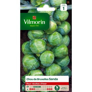 Brussels sprouts Sanda - Vilmorin Seeds