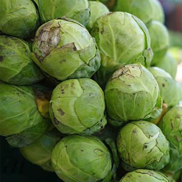 Brussels Sprout Sanda Half-Dwarf - Brassica oleracea gemmifera