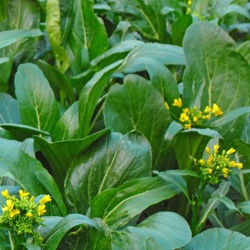 Chinese Cabbage Tsoi Sim Choy Sum - Brassica rapa