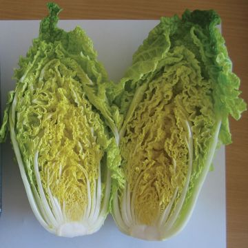 Chinese Cabbage Pak Choi Vitimo F1