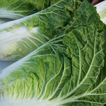 Wong Bok Chinese Cabbage - Brassica pekinensis