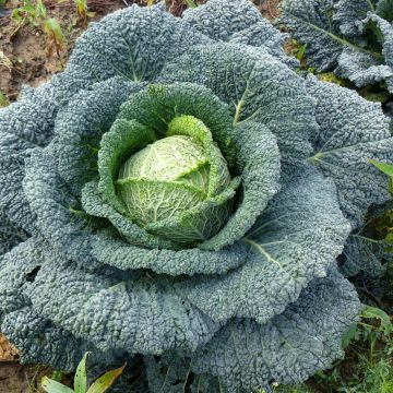 Savoy Cabbage Capriccio F1