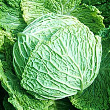 Cabbage Gros des Vertus - Brassica oleracea sabauda