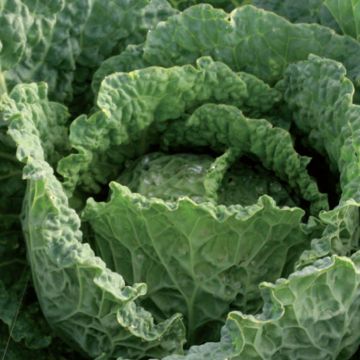 Cabbage Manon F1 plants - Brassica oleracea sabauda