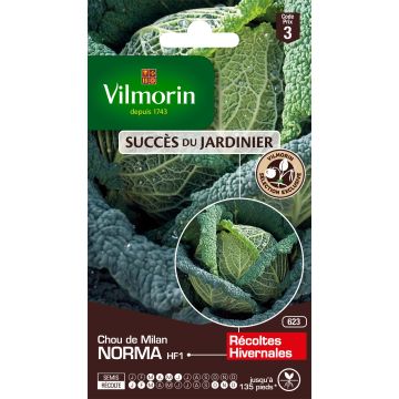 Savoy Cabbage Norma F1 - Vilmorin Seeds
