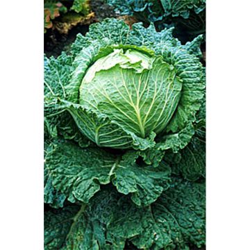 Cabbage Savoy King F1 - Brassica oleracea sabauda
