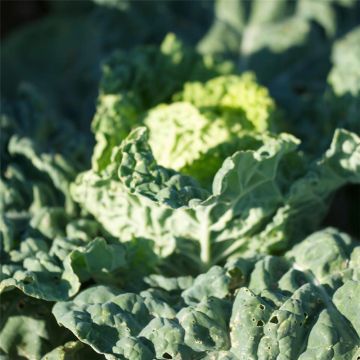 Savoy Cabbage Vorbote 3 - Ferme de Sainte Marthe Seeds