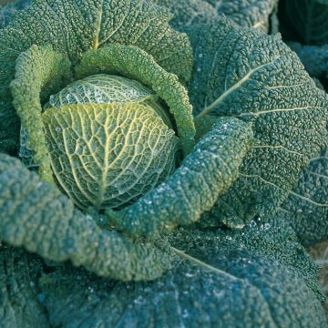 Savoy Cabbage Aubervilliers