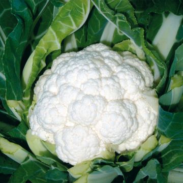 Cauliflower Freedom F1 - Brassica oleracea