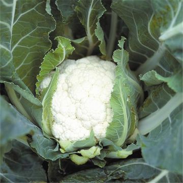 Cauliflower Autumn Giant Primus - Brassica oleracea