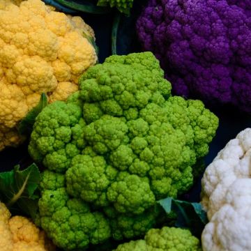 Cauliflower Vitaverde F1