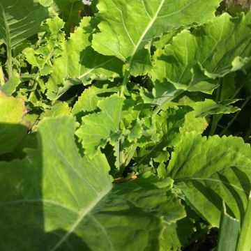 Organic Daubenton Perpetual Cabbage - Brassica oleracea