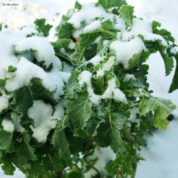 Daubenton's Perpetual Cabbage plant - Brassica oleracea ramosa