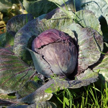 Buscaro Red Cabbage plugs