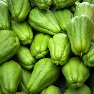 Christophine - Chayote