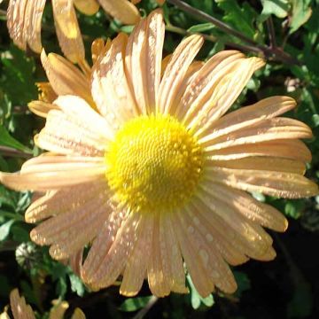 Chrysanthemum Mary Stoker