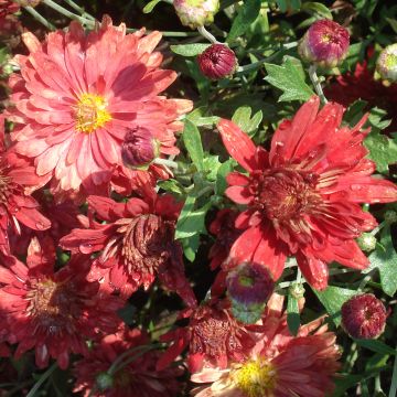 Chrysanthemum Duchess of Edinburgh