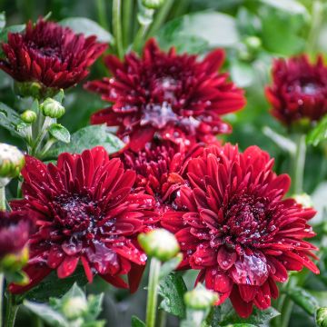 Chrysanthemum indicum Herbstrubin